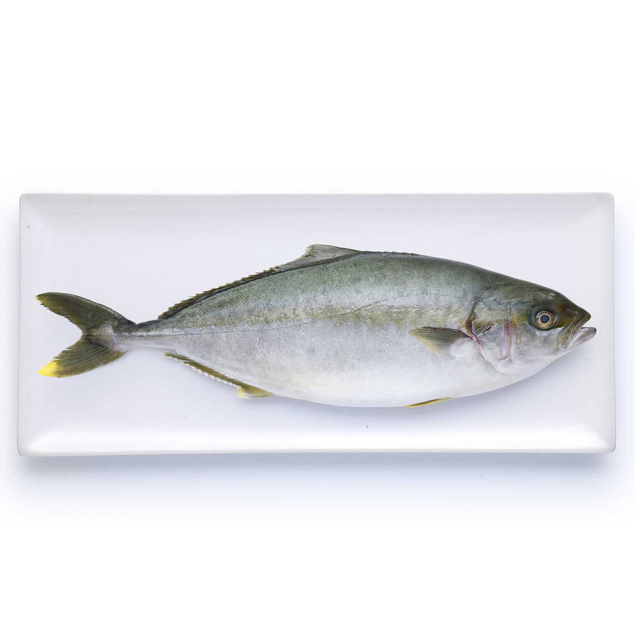 Percorso Qualità Filetti di Ricciola Oceanica 200/500 Antibiotic-Free CONAD
