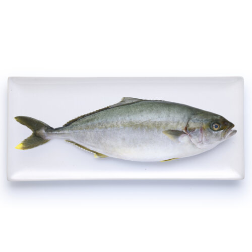Percorso Qualità Ricciola Oceanica 1300/2000 Fresca Antibiotic-Free CONAD